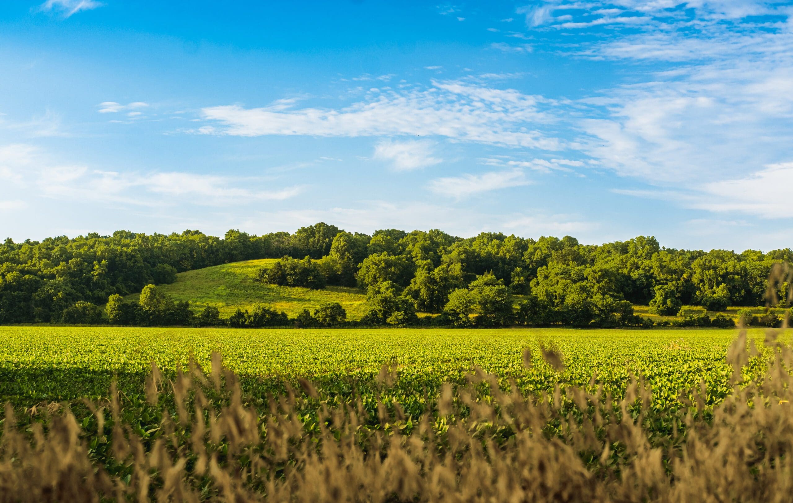 View of Midwestern soybean field in summer; hills and blue sky in background