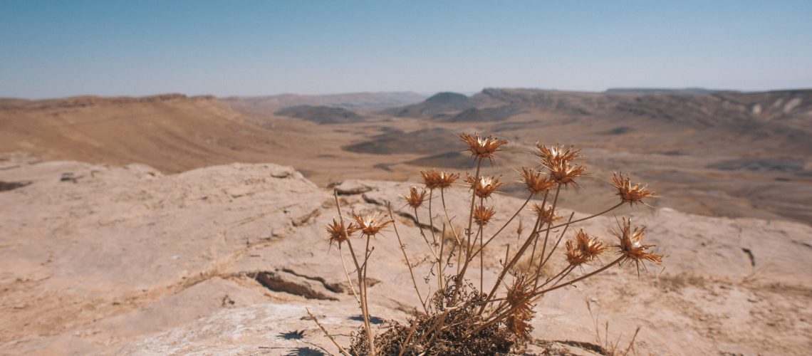 A shallow focus shot of dry plant foliage grown on a rocky surface in the Negev desert, Israel