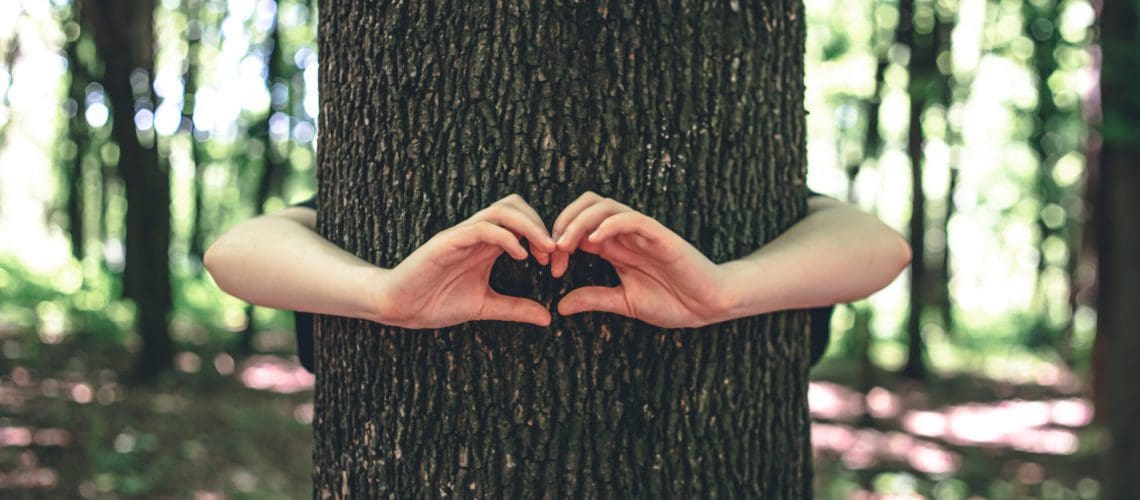 Women's hands hug a tree in the forest, love for nature. Women's hands hugging a tree in the forest, the concept of love for nature.